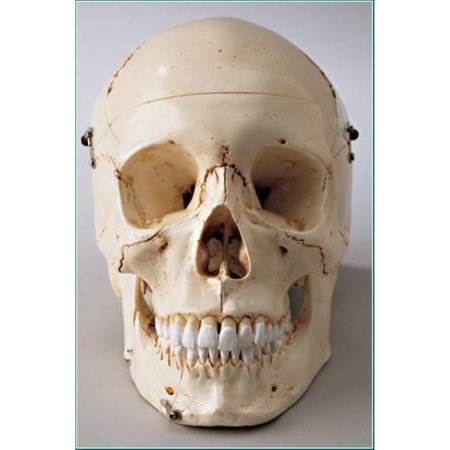 DENOYER-GEPPERT Anatomical Model, Special Edition Premier Skull SK80SP